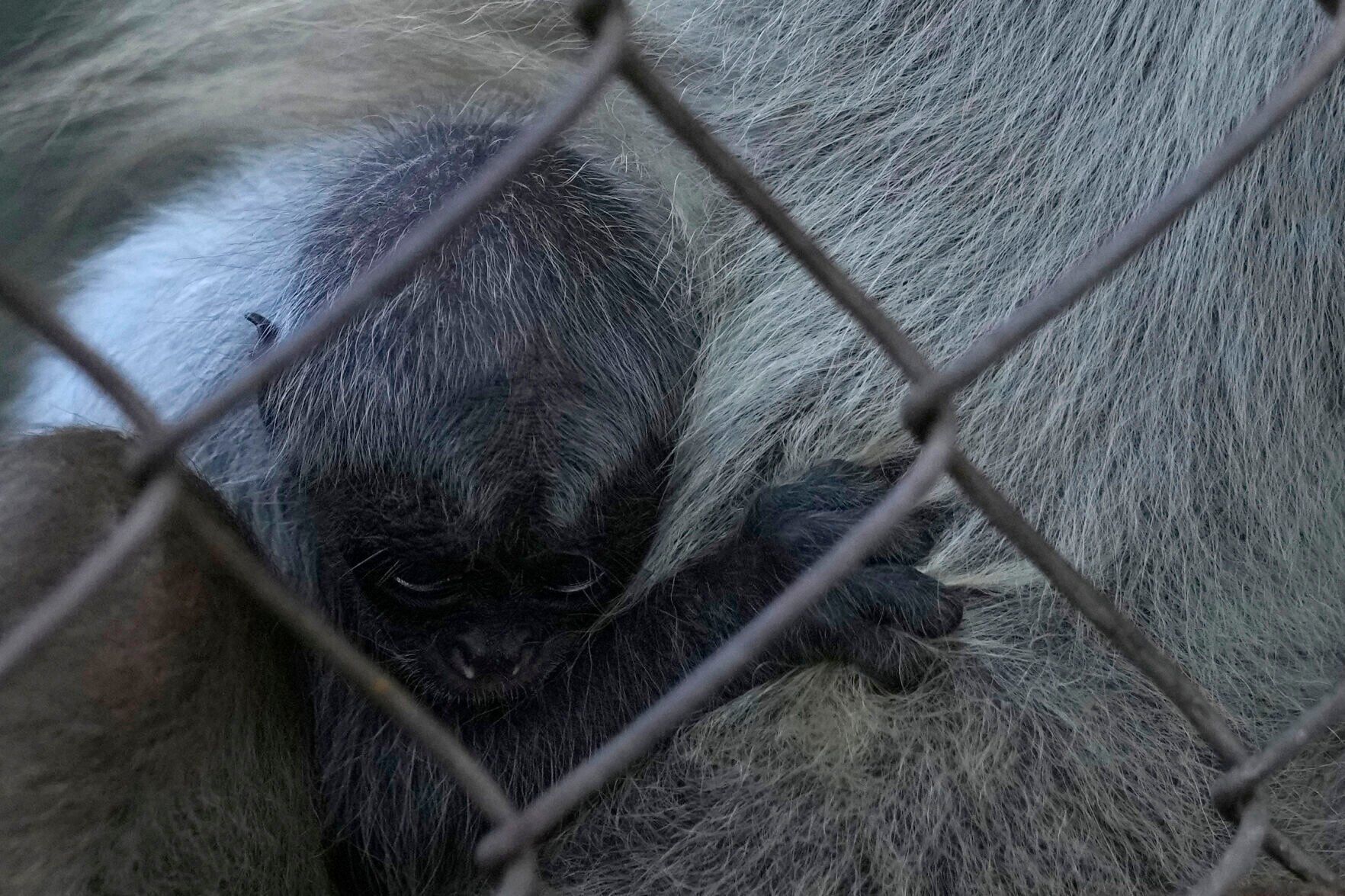 APTOPIX Venezuela Baby Spider Monkey